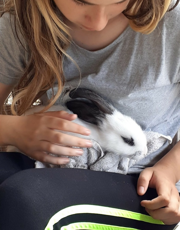 Ein junges Kaninchen wird gestreichelt